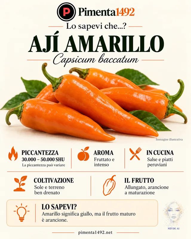Scheda illustrata approvata della varietà Ají Amarillo.